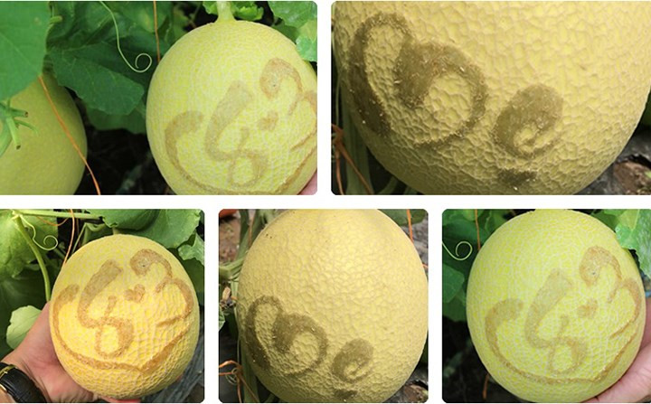 Một nhà vườn ở Cần Thơ đã tạo ra vườn dưa lưới ngoài vỏ nổi hình trái tim, số 8/3 hay chữ 'mẹ', hay những trái dưa hấu hình trái tim để mừng ngày Quốc tế phụ nữ 8/3.