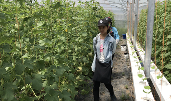 Khách đến tham quan vườn dưa trong nhà kính.