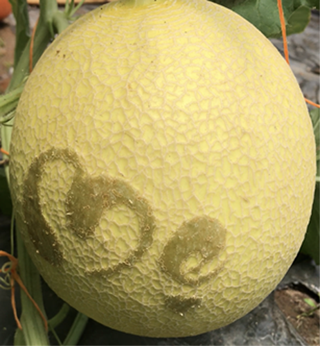 Những ngày này, vườn dưa lưới công nghệ cao của ông Nguyễn Văn Phong, đường Võ Văn Kiệt, P.Bình Nhựt, Q.Bình Thủy, Cần Thơ luôn tất bật với những đơn đặt hàng dưa mừng ngày 8/3.