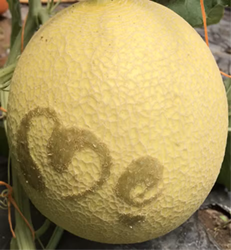 Những ngày này, vườn dưa lưới công nghệ cao của ông Nguyễn Văn Phong, đường Võ Văn Kiệt, P.Bình Nhựt, Q.Bình Thủy, Cần Thơ luôn tất bật với những đơn đặt hàng dưa mừng ngày 8/3.