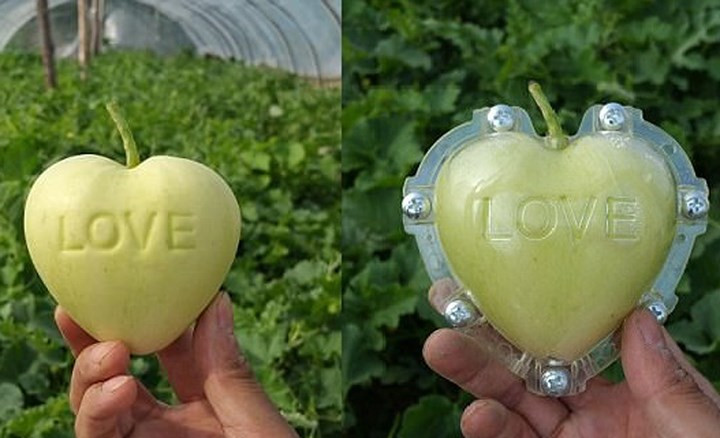 Ngoài ra, trên thị trường còn xuất hiện cả dưa hình trái tim khắc chữ LOVE (yêu thương).