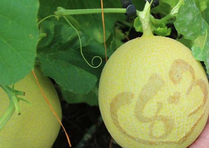 Đây là lứa dưa lưới giống Hà Lan được trồng trong nhà kính theo công nghệ của Israel tại Nông trại sạch Cần Thơ.