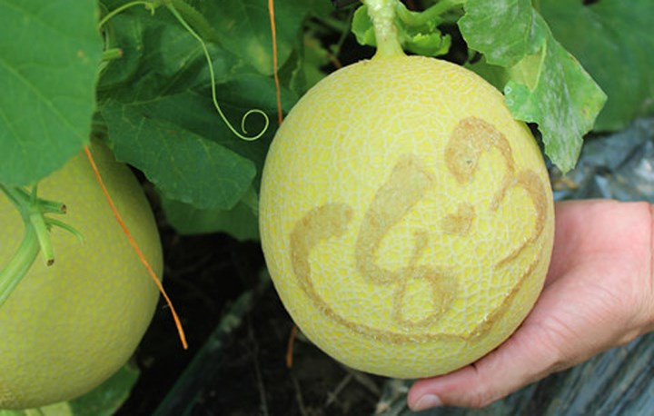 Các nhân viên kỹ thuật của nông trại đã tạo hình chữ và số đặc biệt nổi trên vỏ dưa để cung cấp cho khách hàng nhân dịp mừng ngày quốc tế phụ nữ 8/3.