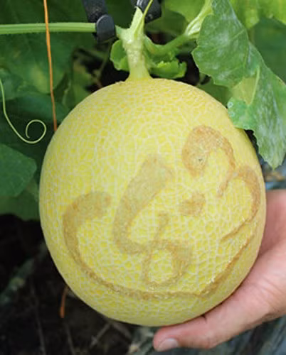 Ngoài giá bán theo trọng lượng khoảng 70.000 đồng/kg, mỗi trái dưa có tạo hình chữ nổi sẽ được tính thêm 50.000 đồng chi phí công vẽ.