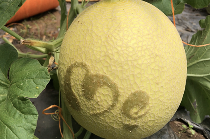 Trái dưa tạo hình trái tim và cũng là chữ 'mẹ".