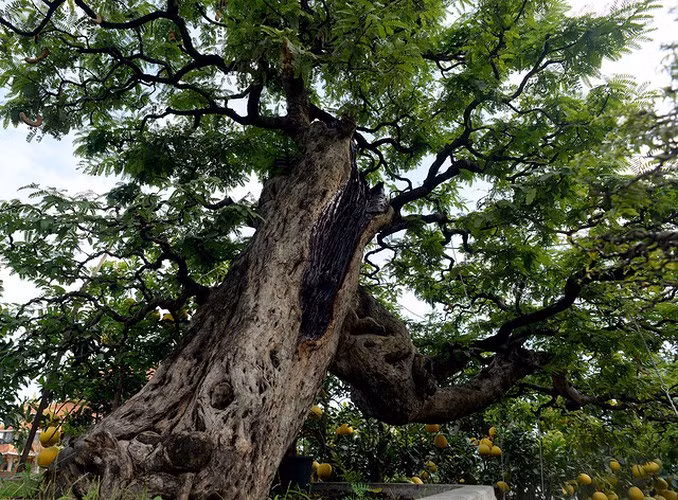 Loat cay canh gia tien ty tai Viet Nam-Hinh-2