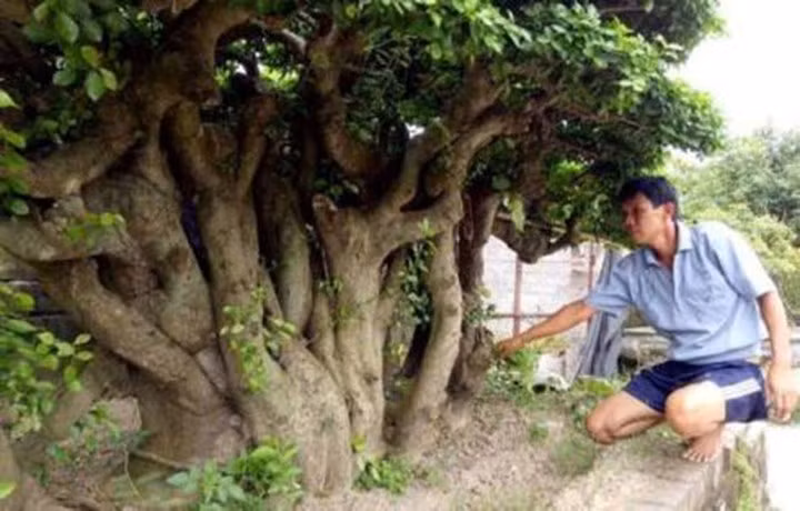 Loat cay canh gia tien ty tai Viet Nam-Hinh-4