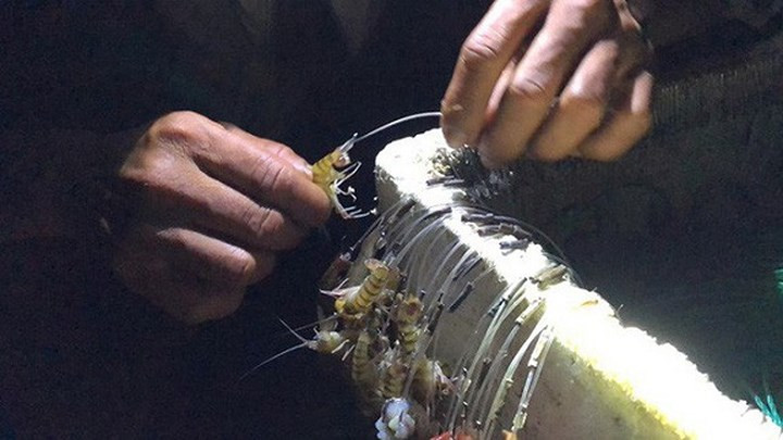 Theo anh Đặng Thành Phát (37 tuổi, quê Long An), muốn câu được nhiều cá ngát, đòi hỏi người giăng câu phải thật kinh nghiệm và thông thạo các đoạn sông. Điều đặc biệt là phải chọn đúng loại mồi cá ngát ưa thích để dụ được chúng. “Thông thường cá ngát ăn tạp, nhưng cũng rất kén mồi, nó thích nhất là mồi còng (con còng) và tôm nhưng phải còn tươi”, anh Phát nói.