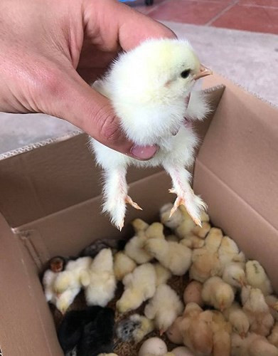 Gà con luôn được khách xếp hàng đặt mua dù mới chui ra khỏi vỏ trứng, giá 500.000 đồng/con. Ảnh: Vietnamnet. 