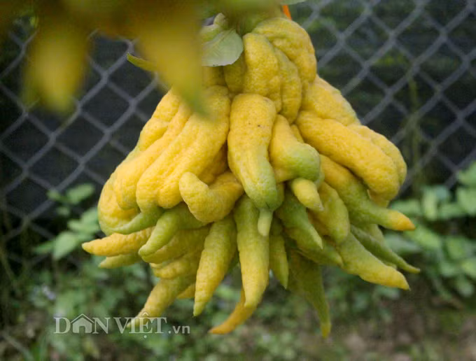 Với người Á Đông, quả phật thủ mang lại may mắn, sung túc trong năm mới nên nhiều người chi cả chục triệu đồng mua loại quả này để bày trên bàn thờ vào dịp lễ Tết.