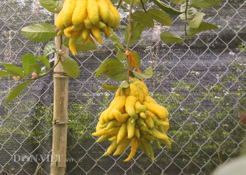 Phật thủ là loại quả độc đáo, được ví như bàn tay Phật bởi có hình dáng lạ với nhiều những ngón thuôn dài. Nó mang sự lại an lành, sung túc, bình an cho gia chủ, đồng thời có ý nghĩa tâm linh cao đẹp đối với bàn thờ cúng tổ tiên trong các gia đình.