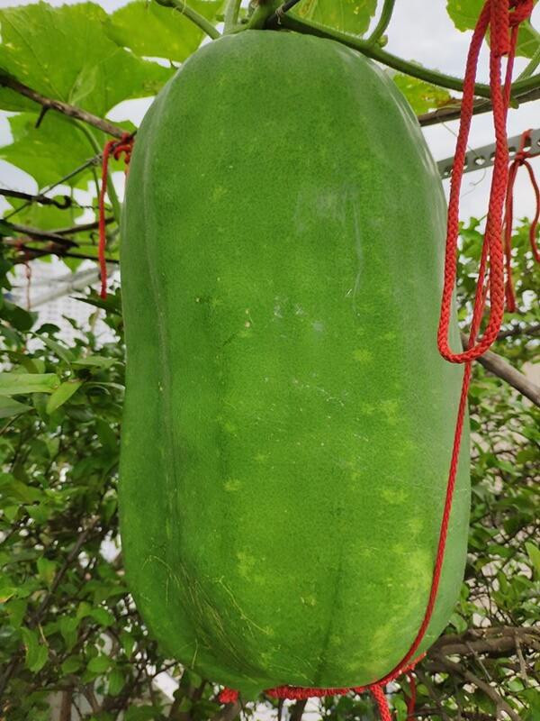 Sung sot qua bi “de chet nguoi”, khi biet nguon goc con soc gap boi-Hinh-5