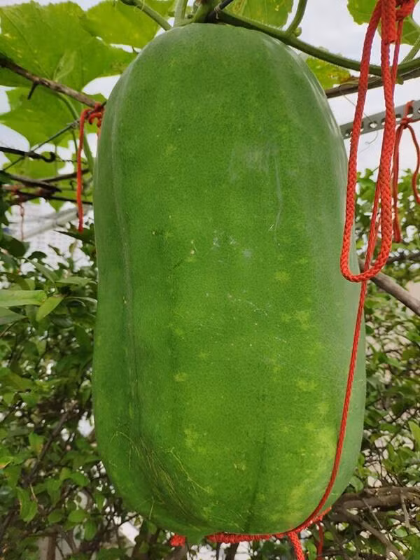 Sung sot qua bi “de chet nguoi”, khi biet nguon goc con soc gap boi-Hinh-5