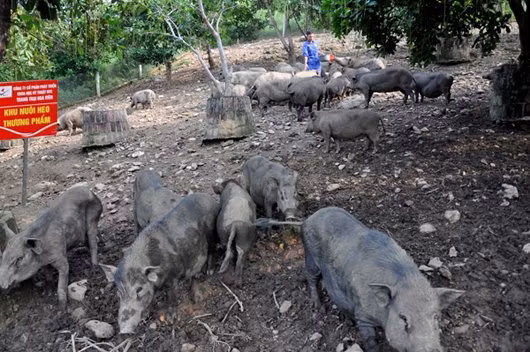 Hàng nghìn con lợn mẹ sinh sản thuần chủng F1 đang được nuôi tại hệ thống Trang trại lợn rừng NTC. Đến nay, trang trại đã đi vào hoạt động ổn định được 8 năm và hiện cung cấp tới các khách sạn, nhà hàng cao cấp trong nội thành Hà Nội hàng nghìn con/năm. Trung bình mỗi năm trang trại thu được lợi nhuận khoảng từ 30 – 40 tỷ đồng.