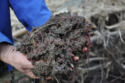 Thức ăn chủ yếu của lợn rừng là cỏ voi, rau rừng và giun quế.