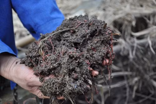 Thức ăn chủ yếu của lợn rừng là cỏ voi, rau rừng và giun quế.