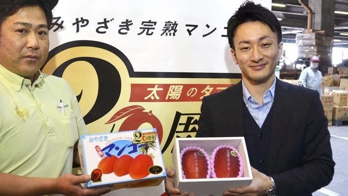 Cặp xoài Taiyo no Tamago tại phiên đấu giá ngày 16/4 - Ảnh: Japan Times.