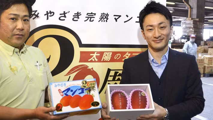 Cặp xoài Taiyo no Tamago tại phiên đấu giá ngày 16/4 - Ảnh: Japan Times.