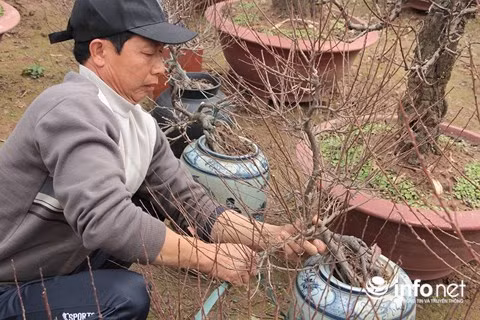 Các chủ vườn cho biết, thời điểm này chưa dám nói trước đào năm nay có được mùa hay không vì cây đào phụ thuộc rất nhiều vào thời tiết. Nếu thời tiết không biến động nhiều, cùng với kinh nghiệm nhiều năm của người dân thì có thể điều chỉnh để đào ra hoa đúng dịp Tết.