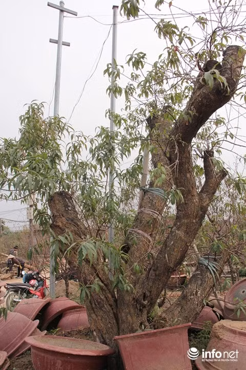 Tại một vườn đào khác, cây đào này được chủ vườn định giá cho thuê là 80 triệu đồng.