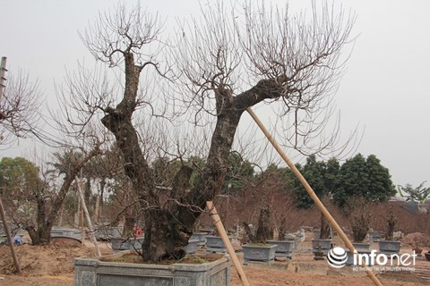 Những gốc đào Nhật Tân này được chủ vườn ra giá cho thuê trên dưới một trăm triệu đồng.