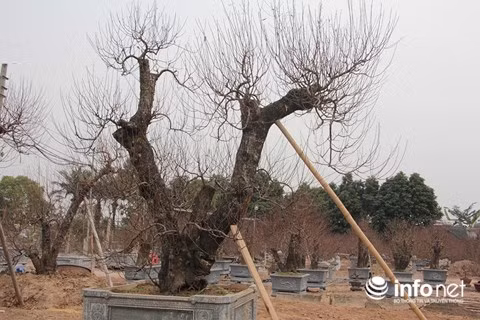 Những gốc đào Nhật Tân này được chủ vườn ra giá cho thuê trên dưới một trăm triệu đồng.