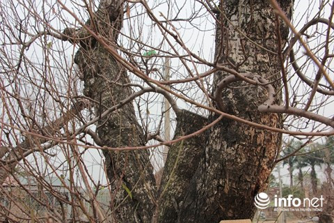 Đây là gốc đào rừng, có độ tuổi khoảng 30 năm được ghép với cành đào Nhật Tân. Gốc thân cây to, khỏe, thế đẹp.