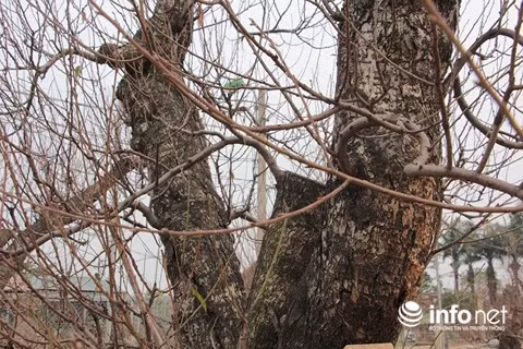 Đây là gốc đào rừng, có độ tuổi khoảng 30 năm được ghép với cành đào Nhật Tân. Gốc thân cây to, khỏe, thế đẹp.