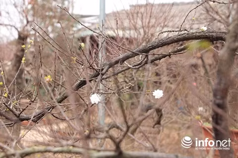 Bên cạnh đó, mai trắng đã lác đác vài ba bông nở sớm.