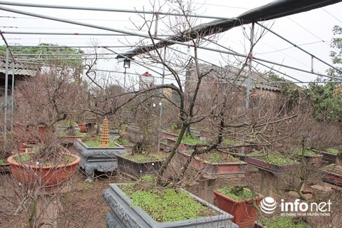 Giá mai thế trắng dao động từ 4-5 triệu đồng/cây. Bên cạnh đó, mai trắng đã lác đác vài ba bông nở sớm Bên cạnh đó, mai trắng đã lác đác vài ba bông nở sớm Bên cạnh đó, mai trắng đã lác đác vài ba bông nở sớm Bên cạnh đó, mai trắng đã lác đác vài ba bông nở sớm