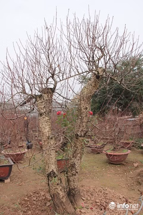 Đào dáng song thế, giá cho thuê khoảng 25 triệu đồng.