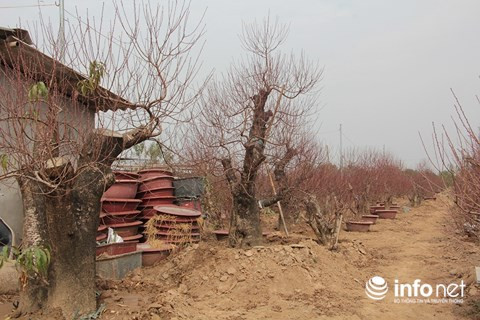 Các gốc đào thế có tuổi đời hơn chục năm đều có giá cho thuê hàng chục triệu đồng.