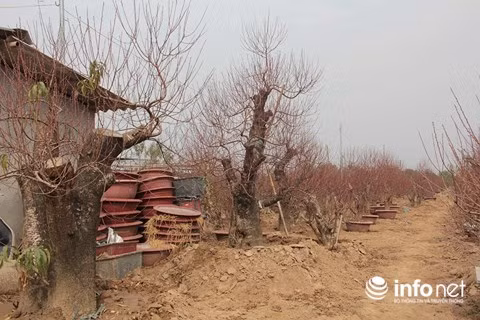 Các gốc đào thế có tuổi đời hơn chục năm đều có giá cho thuê hàng chục triệu đồng.