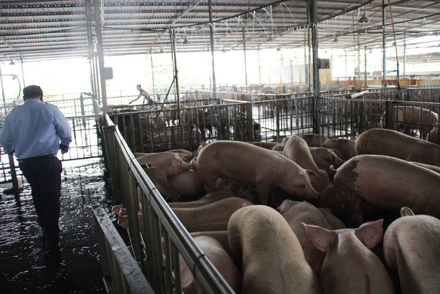 Heo an than van diem nhien ra cho o TP.HCM