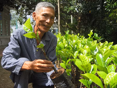 Trong 100 cay mit khong hat, thu 1 ty/nam-Hinh-4