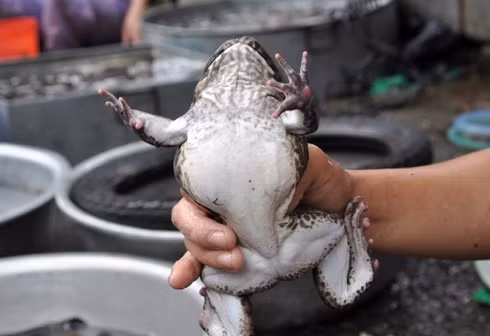 Diem danh ca, ech TQ ban tran cho, ba noi tro nen canh giac-Hinh-4