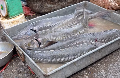 Diem danh ca, ech TQ ban tran cho, ba noi tro nen canh giac