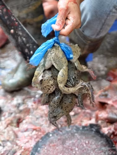 Diem danh ca, ech TQ ban tran cho, ba noi tro nen canh giac-Hinh-5