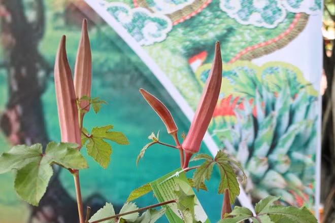 Tan mat ngam qua doc, di do ve Sai Gon-Hinh-8