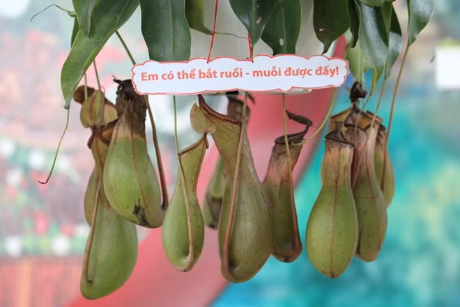 Tan mat ngam qua doc, di do ve Sai Gon-Hinh-10