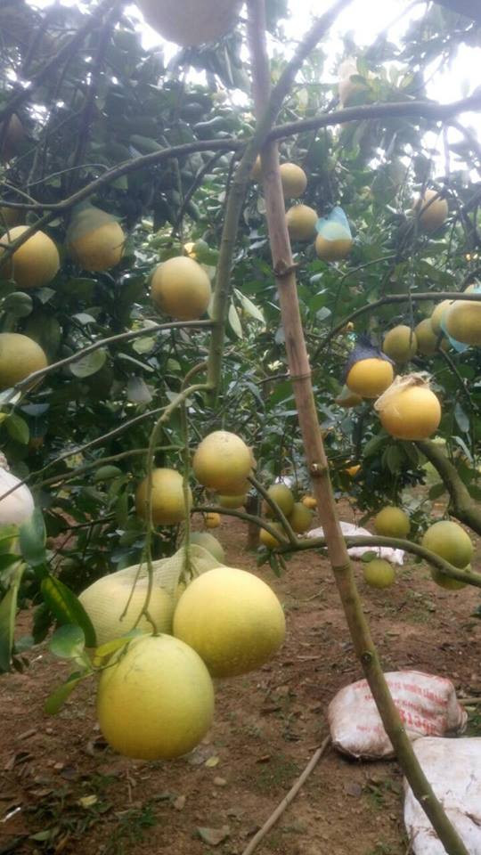 Việc bảo quản quả bưởi trong thời gian 4-5 tháng sẽ giúp nhiều hộ nông dân nâng cao giá trị sản phẩm.