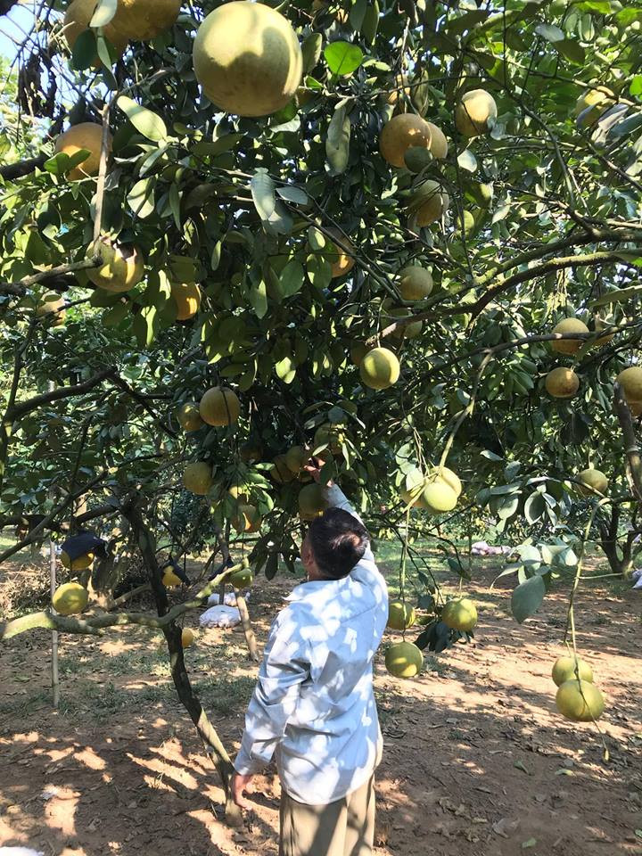 Các lão nông đã ngày càng sáng tạo, tìm cách nâng cao sản phẩm của mình.