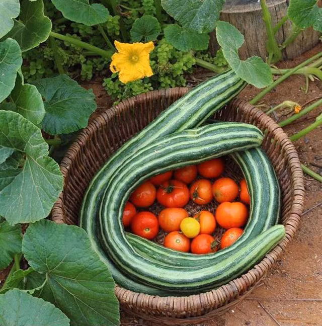 Trang trai ruc ro cua nguoi phu nu bo pho ve que trong rau-Hinh-2