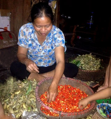 Chị Lý Thị Bọc, thôn An Phong, xã Tân Thịnh, huyện Chiêm Hóa, tỉnh Tuyên Quang thu hoạch hạt dổi. Những hạt dổi thơm ngào ngạt, quý đến từng hạt được ví như "vàng đen" của xứ Tuyên.