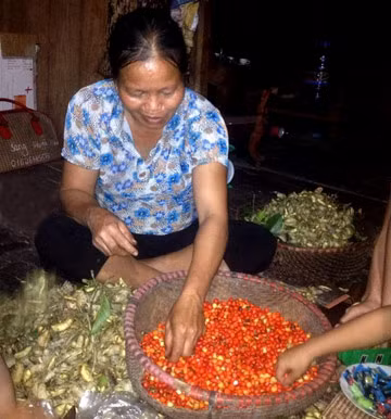 Chị Lý Thị Bọc, thôn An Phong, xã Tân Thịnh, huyện Chiêm Hóa, tỉnh Tuyên Quang thu hoạch hạt dổi. Những hạt dổi thơm ngào ngạt, quý đến từng hạt được ví như "vàng đen" của xứ Tuyên.