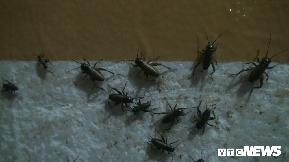 Nuoi con trung tren tang thuong, lai hon 100 trieu dong/thang-Hinh-3