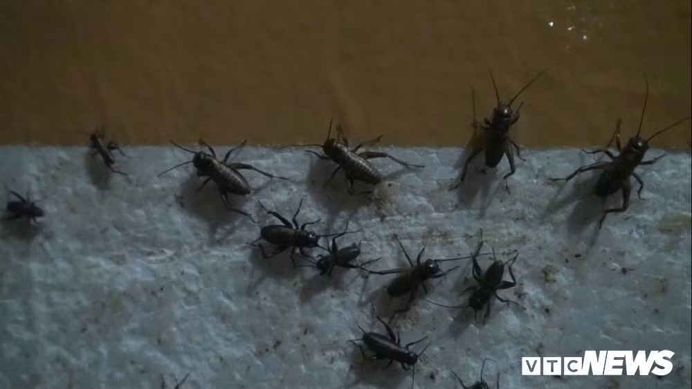 Nuoi con trung tren tang thuong, lai hon 100 trieu dong/thang-Hinh-3