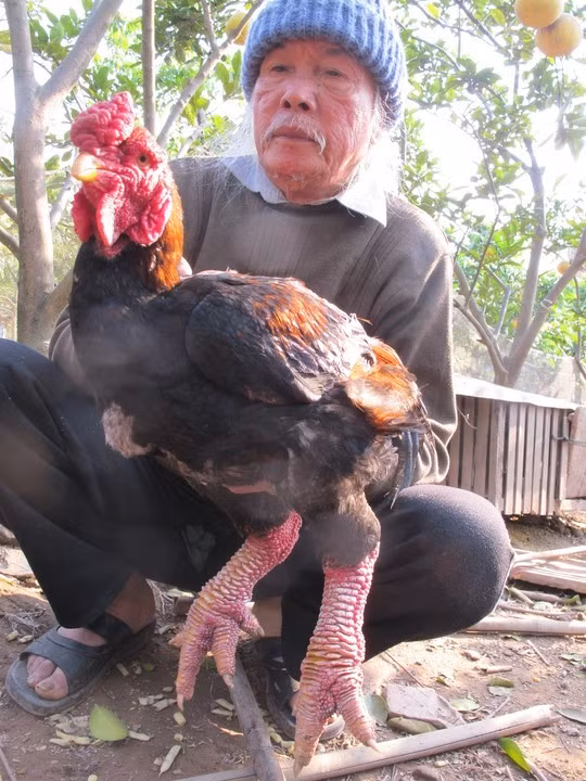 Cụ Lê Kế Kết ở xóm Cao Nền, thôn Đông Tảo Đông bên con gà Đông Tảo thuần chủng.