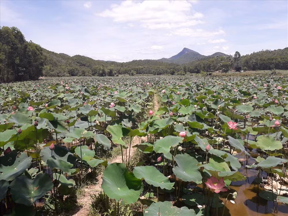 Nhung canh dong sen “hai ra tien” o Duy Xuyen, Quang Nam-Hinh-2