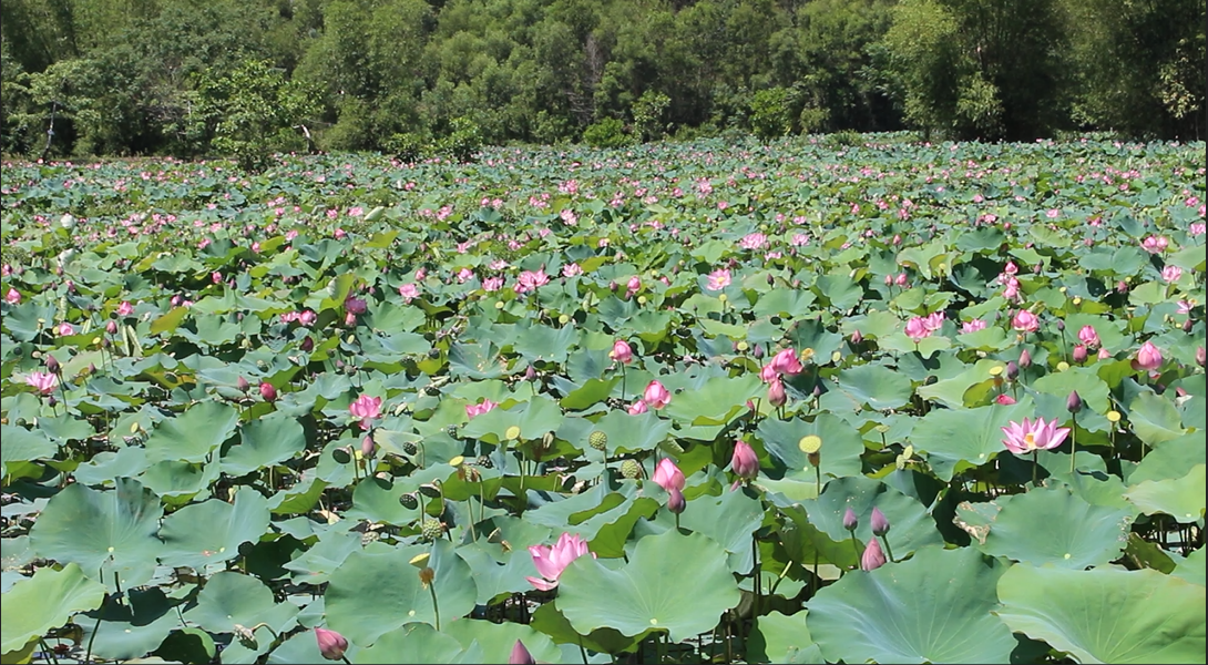 Nhung canh dong sen “hai ra tien” o Duy Xuyen, Quang Nam